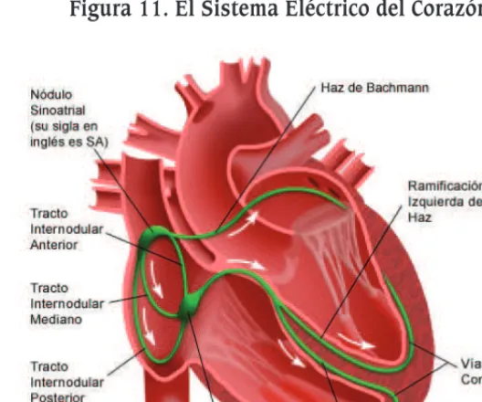 Figura 10