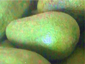 Figura 1. Fotografía del fruto de palta de la variedad  fuerte (Persea americana) 