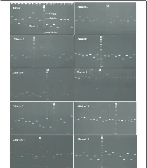 Figure 3 Gel images of individual mini-satellite polymorphism among field isolates of Plasmodium vivax.