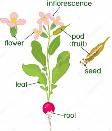 Figura 5. Partes del rábano (raíz, tallo, fruto e inflorescencia) 