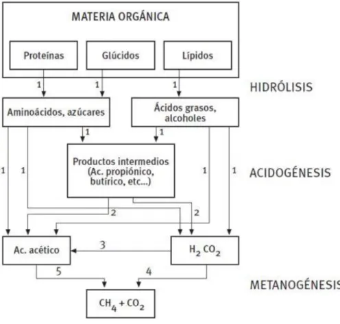 Figura 3. Proceso anaerobio 