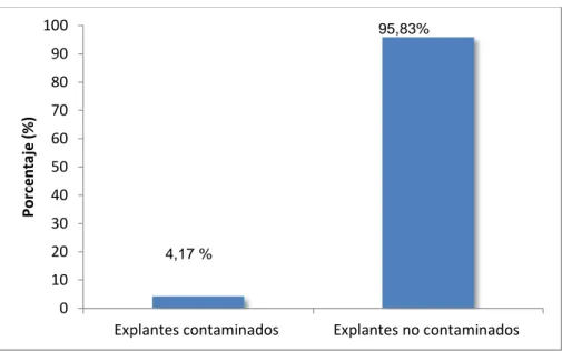 Gráfico  1  :  Porcentaje  de  contaminación  de  explantes  en  el  sistema  in  vitro,Tacna 2015