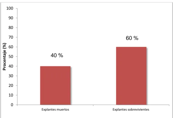Gráfico  2  :Porcentaje  de  explantes  sobrevivientes  al  sistema  in       vitro,Tacna 2015