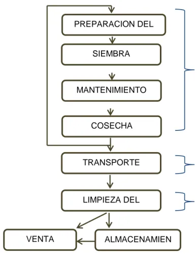 Figura N° 04: Proceso de producción del Frijol Panamito 