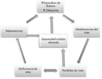Figura 2. Adaptación de Wapnir R. Interactions among events related to zinc deficiency, malnutrition and diarrheal disease