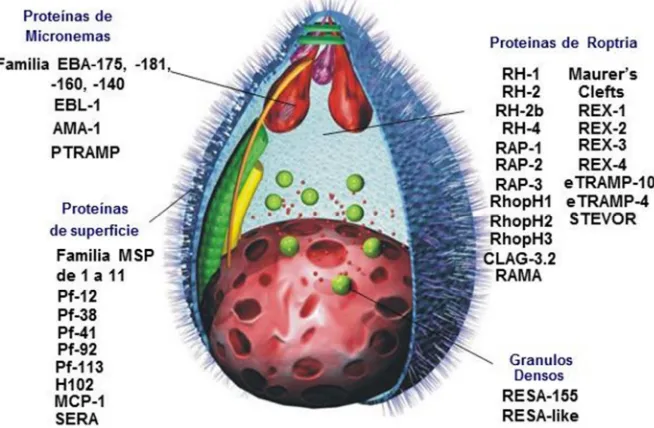 Figura 5. Ubicación de algunas de las proteínas del merozoíto (adaptado de Patarroyo 2008 (10))
