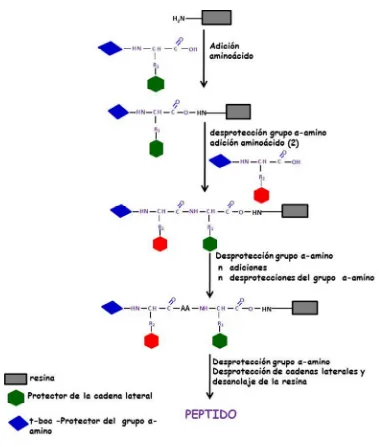 Figura 17. Síntesis de péptidos en fase Solida estrategia t-Boc/Bcl 