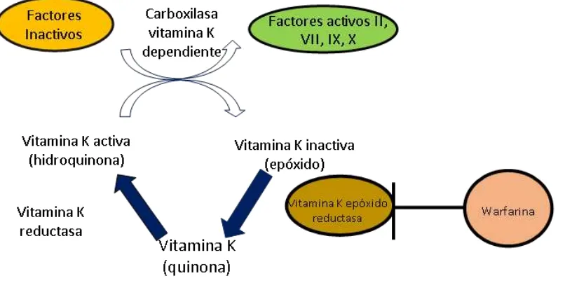 Fig 1. Ciclo de la vitamina K. Modificado de Yin T. 2007 (13). 
