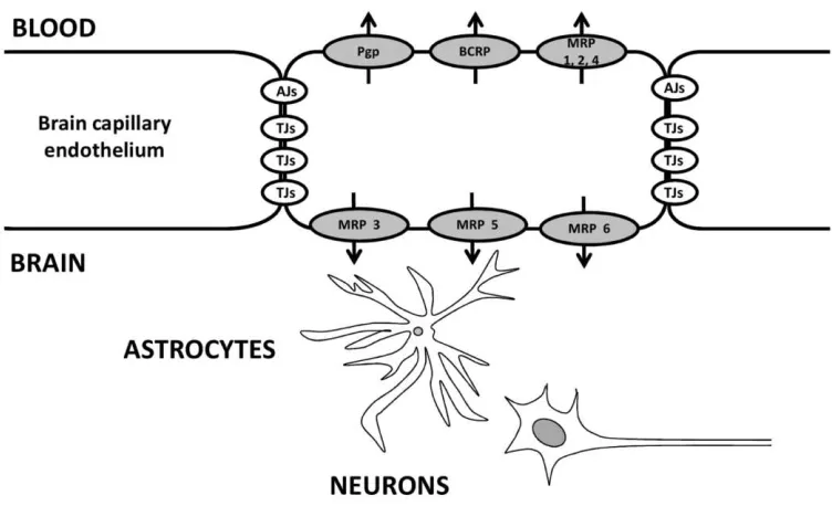 Figure No. 1. Schematic representation of the blood-brain barrier (BBB). BBB is a structural-functional unit composed by peculiar brain microvascular endothelial cells, devoid of fenestrations, rich of tight junctions (TJs) and adherent junctions (AJs) on 