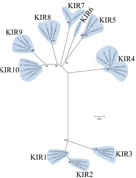 Figure 2.  Numbers designate the KIR putative locus and numbers on branches represent bootstrap values (1,000 replicates).A