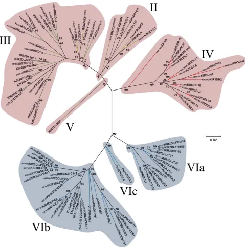 Figure 4.  GORGO, KIR lineages (VI) are shown with a blue background and the other primate lineages (I, II, III, IV and V) are depicted with a redbackground