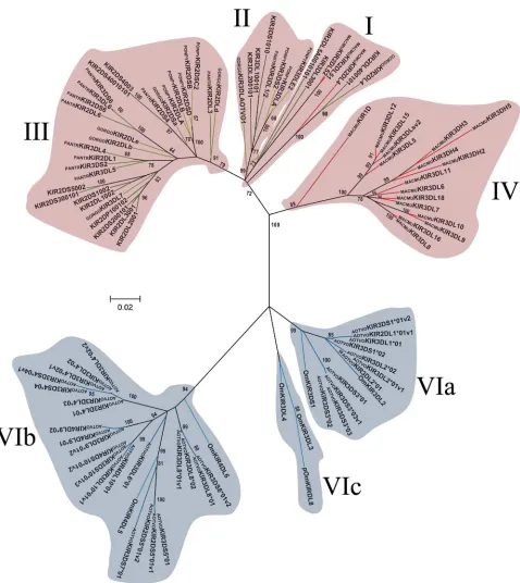 Figure 6.  PONPY, model. Primate KIR lineages are indicated by roman numerals. The Cercopithecidaethe other primate lineages (I, II, III, IV and V) are depicted with a red background