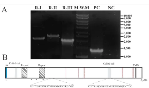 Figure 1 Schematic representation of ron2 chromosomal localization (grey) and adjacent ORFs (white) in Plasmodium falciparum,vivax, knowlesi, chabaudi, berghei and yoelii