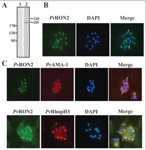 Figure 3 Pv~185 kDa in parasite lysate by Western blot. Lane 1: pre-immune serum. Lane 2: hyper-immune serum.RON2 expression and apical localization