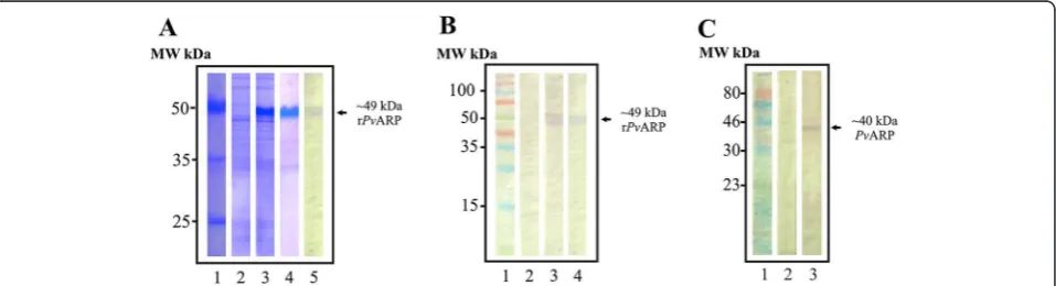 Figure 2 In silico characterization of PvARP, showing signal peptide localization, tandem repeats (TR), asparagine (ARR) and proline(PRR) amino acid repeat regions and the peptide selected for the antibody purification assay (shown in the box).