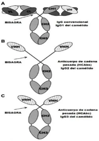 Figura  2.  Representación  estructural  de  la  inmunoglobulina  G  convencional  (IgG1)  “A”  y  las  inmunoglobulinas  de  cadenas  pesadas  (IgG2  “B”  e  IgG3  “C”)  de  los  camélidos  (Muyldermans y Lauwereys., 1999)