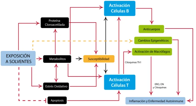 Figura 5. Mecanismos moleculares potenciales implicados en el desarrollo de EAI 
