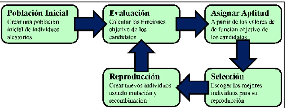 Figura 3. El ciclo básico de un algoritmo evolutivo. 