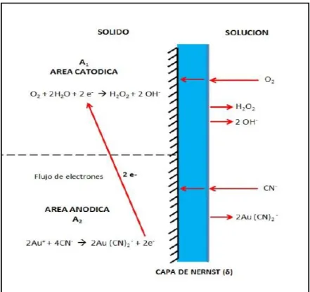 Figura  13.  Modelo  Electroquímico  para  la  Cianuración  del  Oro  Fuente: Principles of Extractive Metallurgy, F