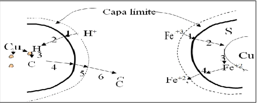 Figura 1. Mecanismo de lixiviación de una partícula de mineral Fuente: J. Izquierdo, 2004 