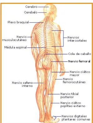 Gráfico No. 5. El sistema nervioso 