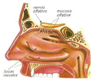 Gráfico No. 10 La nariz 