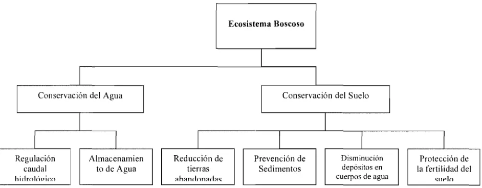Figura 3. Funciones del ecosistema boscoso