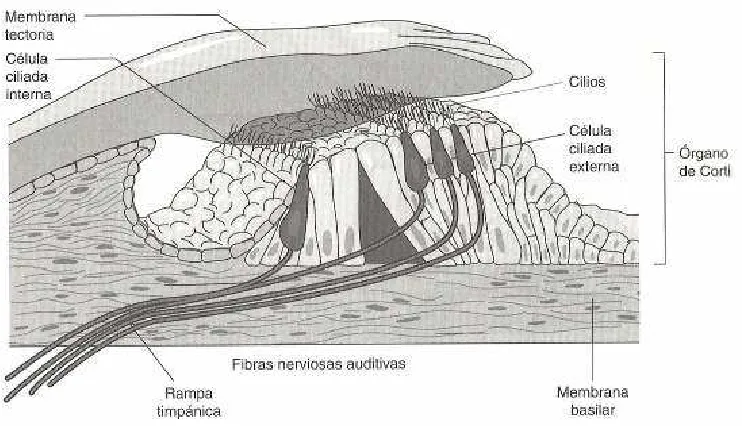 FIGURA 2.3 
