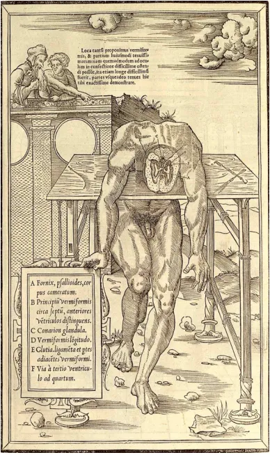 FIG. 2:    La dissection des parties du corps 