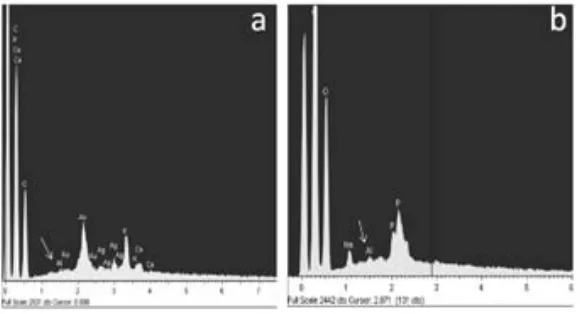 Fig.9 . SEM micrographs showing the surface of the root apex of control (a. and c.), Al (b