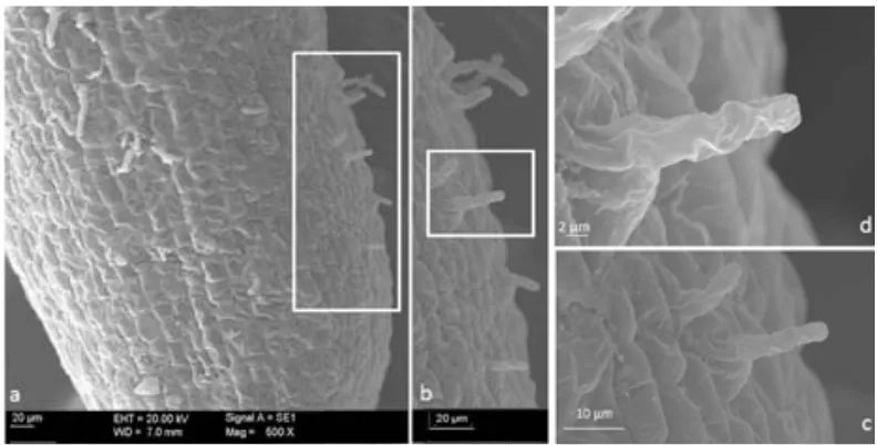 Fig.11. Aluminium was detected on the root surface with scanning electron microscopy coupled with energy dispersive X-ray spectroscopy (SEM - EDX)