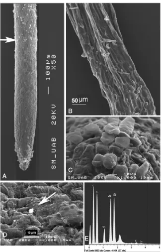 Fig.13. Scanning electron micrographs of root surface of B. decumbens after 24h treatment with  200 µM