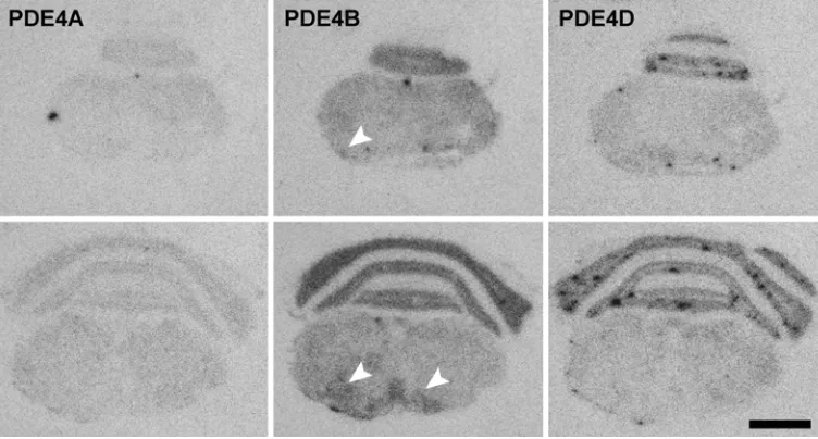 Figura 6. Canvis d’expressió de l’ARNm de les diferents isoformes de PDE4 en leucòcits estimulats in vitroamb l’antigen MOG35-55