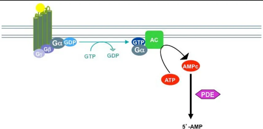 Figura 1. Síntesis i degradació de l’AMPc. Un cop s’ha activat el GPCR, la subunitat � de la proteïna G 