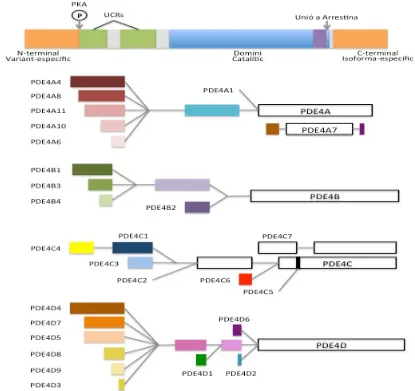 Figura 3. Estructura dels gens de les diverses variants de les quatre isoformes de PDE4
