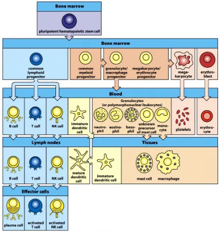Figura 5. Llinatge de tots els tipus cel�lular que conformen el sistema immune. Totes les cèl�lules 