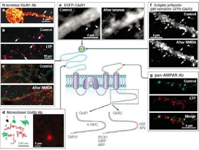 FIGURE 3. Rapid trafficking of AMPARs during synaptic plasticity. Centre: schematic diagram of an AMPA (-amino-3-hydroxy-5-methyl-4-isoxazole-propionic acid) receptor (AMPAR) subunit showing the domain structure, protein–protein interaction sites, GFP 