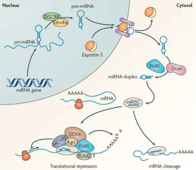 FIGURE 6. RNA biogenesis and mode of action . Transcription of microRNA (miRNA) genes by RNA polymerase II (Pol II) leads to the generation of primary miRNA transcripts (pri-miRNAs), which are cleaved in the nucleus by the microprocessor complex (which inc
