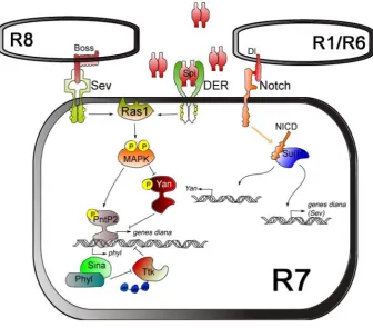 Figura 7. determinación del R7. Esquema de la vías Sev, DER y Notch implicadas en la determinación del R7