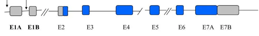 Figura 2. Esquema de los exones del gen CaR. En gris, se representan las zonas no codificantes y