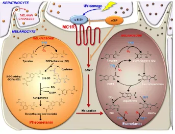 Figura 4. Síntesis de eumelaninas y feomelaninas. MC1R, receptor de la hormona estimulante de melanocitos; péptido de señalización Agouti, ASIP (en humanos) y ASP (en ratones); α-MSH, hormona estimulante de melanocitos (Nasti  y Timares, 2015)