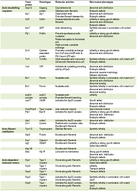 Table 1. S. cerevisiae actin regulators. List of the most relevant actin regulators identified in budding yeast, including the name of mammalian homologs and an overview of their biochemical activities and mutant phenotypes