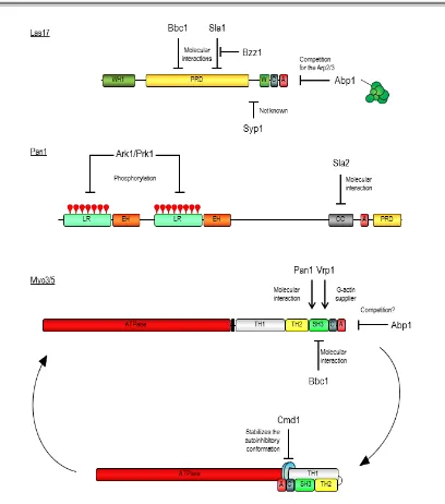 Figure 7. Mechanisms of regulation of S. cerevisiae NPFs. The molecular mechanisms that regulate the nucleating promoting activities of Las17, Pan1, and the myosins Myo3 and Myo5 are depicted