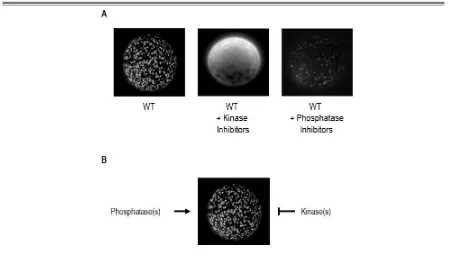 Figure 31. Myo5-Cext-mediated actin foci formation seems to be negatively regulated by phosphorylation