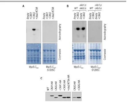 Figure 36. Overexpression of the catalytic subunit Cka2 but not of Cka1 increases phosphorylation of Myo5 S1205 in vitro independently of the tetramerization of CK2