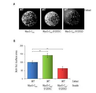 Figure 38. Phosphorylation of Myo5 S1205 negatively regulates Myo5-Cext mediated actin polymerization