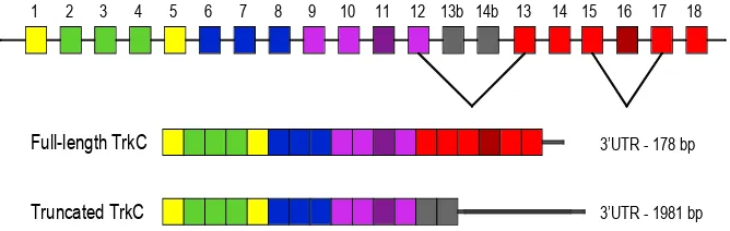 Figure 4: Schematic representation of the human NTRK3 gene withthe alternative splicing patterns