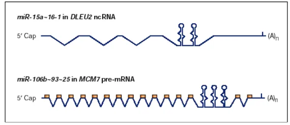 Figure 7: Example of two polycistronic miRNAs. This isan example of 5 miRNAs transcribed in a policystronicway