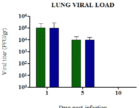 Figure 11. Viral load quantification at 1, 5 and 10 dpi on supernatants of macerated of infected lung were 