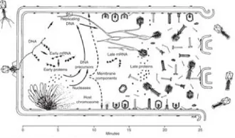 Figure 3 - Two cycles of bacteriophage replication: Lysis vs Lysogeny 